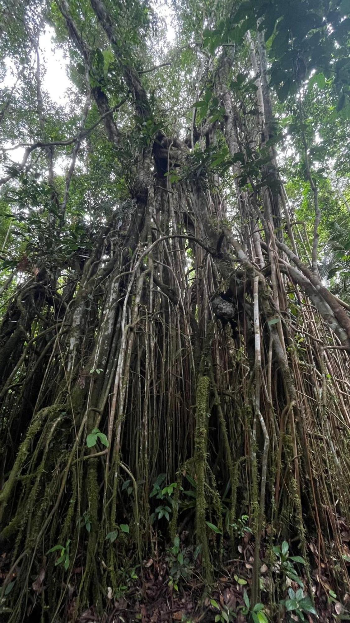 Hostal Buho Amazonas Tours เลติเซีย ภายนอก รูปภาพ